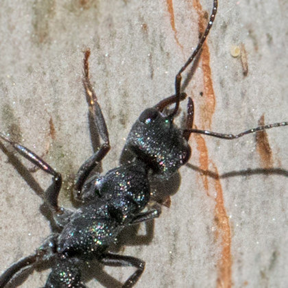 Bull Ant (Myrmecia piliventris) (Myrmecia piliventris)